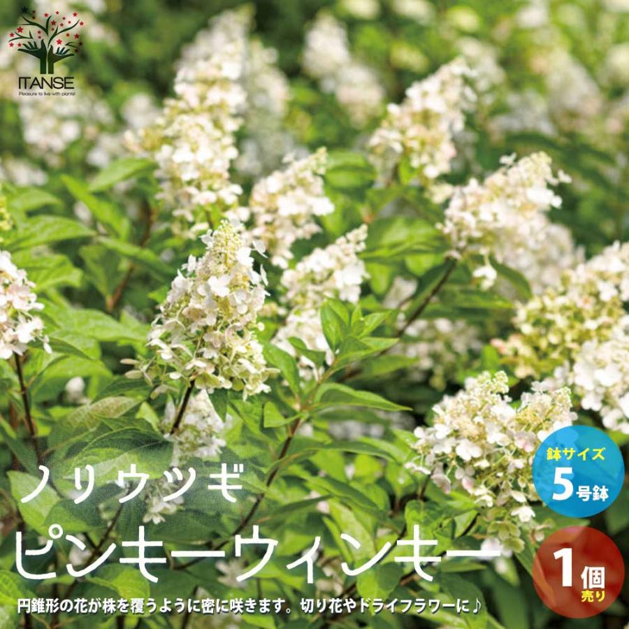 ハイドランジア サンデーフレーズ ノリウツギ(糊空木)【花苗 5号