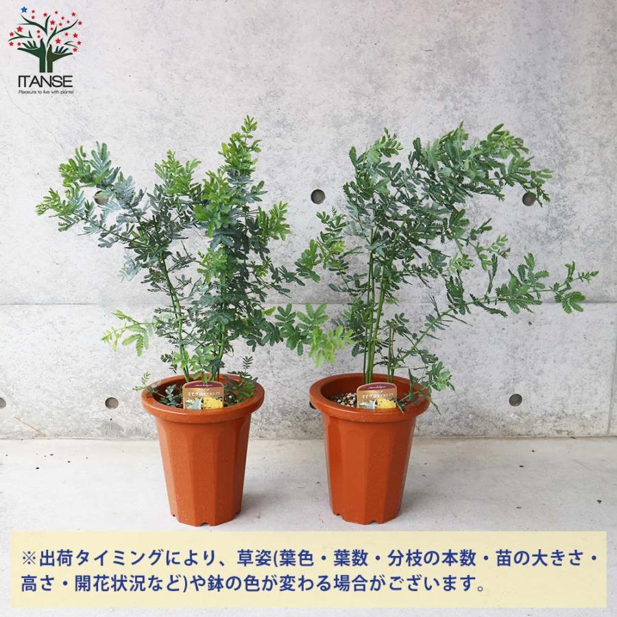 ミモザアカシア 【庭木 7号鉢大苗／1個売り】 : shopooo by GMO - 通販
