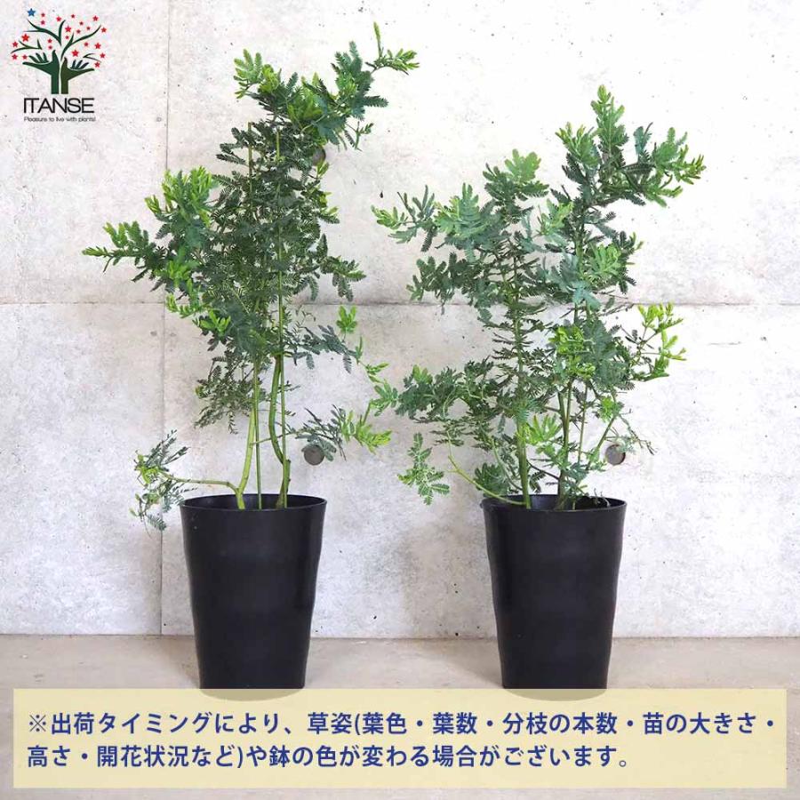 ミモザアカシア 【庭木 7号鉢大苗／1個売り】 : shopooo by GMO - 通販