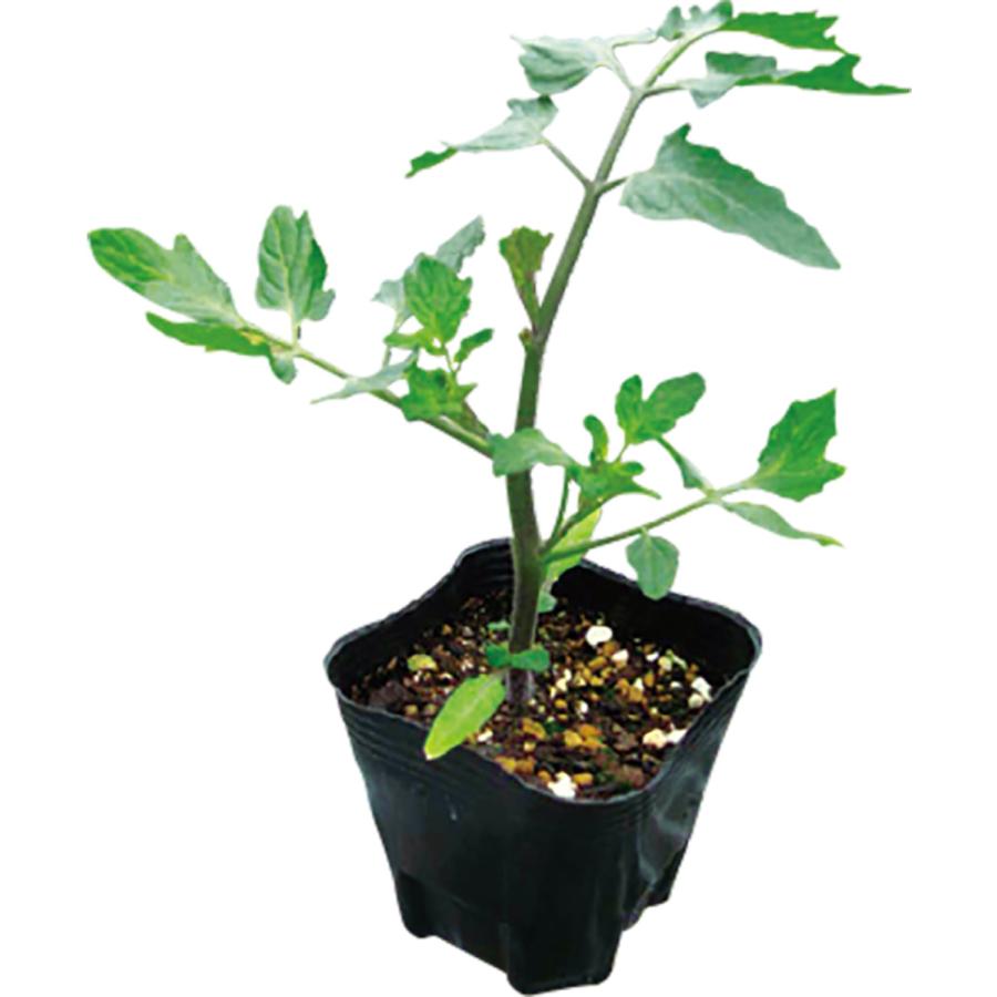 送料無料 即出荷 トマト大王 支柱いらずで楽々多収穫 Newタイプミニトマト 9cmポット自根苗 2個セット ハンギングトマト 野菜苗 ミニトマト苗 みにとま 1 Itanse 433 Shopooo By Gmo 通販 Yahoo ショッピング