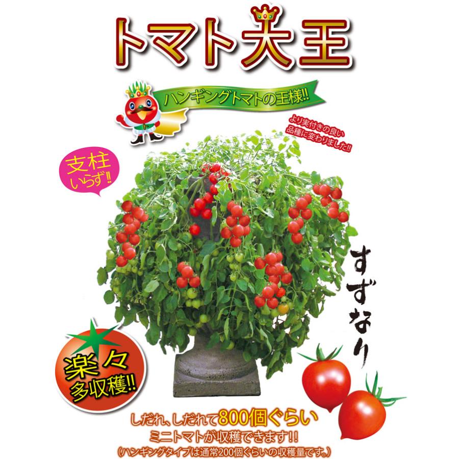 送料無料 即出荷 トマト大王 支柱いらずで楽々多収穫 Newタイプミニトマト 9cmポット自根苗 お買い得16個セット ハンギングトマト 野菜苗 ミニトマト苗 nfdtczcw Godawaripowerispat Com