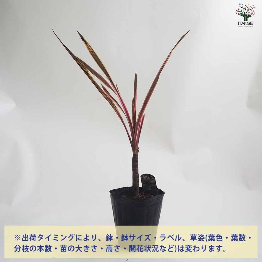 コルディリネ・サウザンスプレンダー 【観葉植物 5号ポット カラー