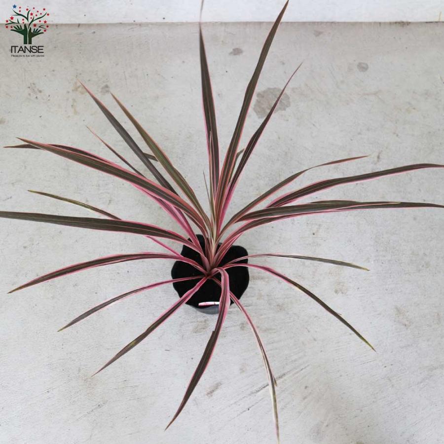 コルディリネ・サウザンスプレンダー 【観葉植物 5号ポット カラー