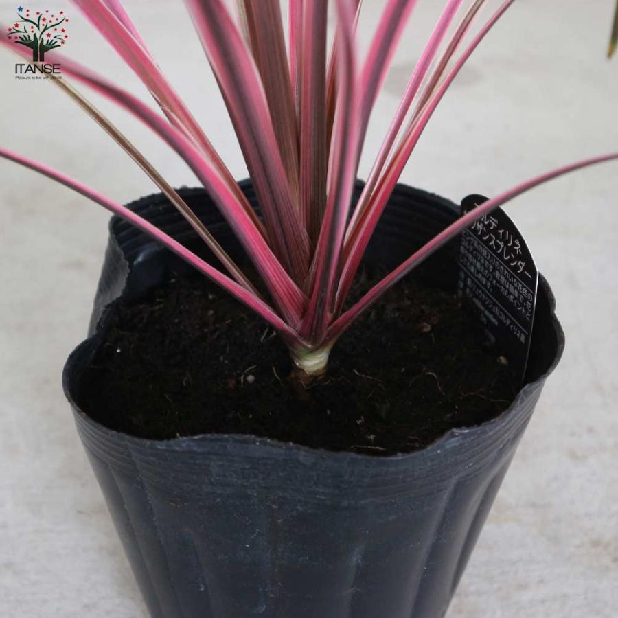 コルディリネ・サウザンスプレンダー 【観葉植物 5号ポット カラー