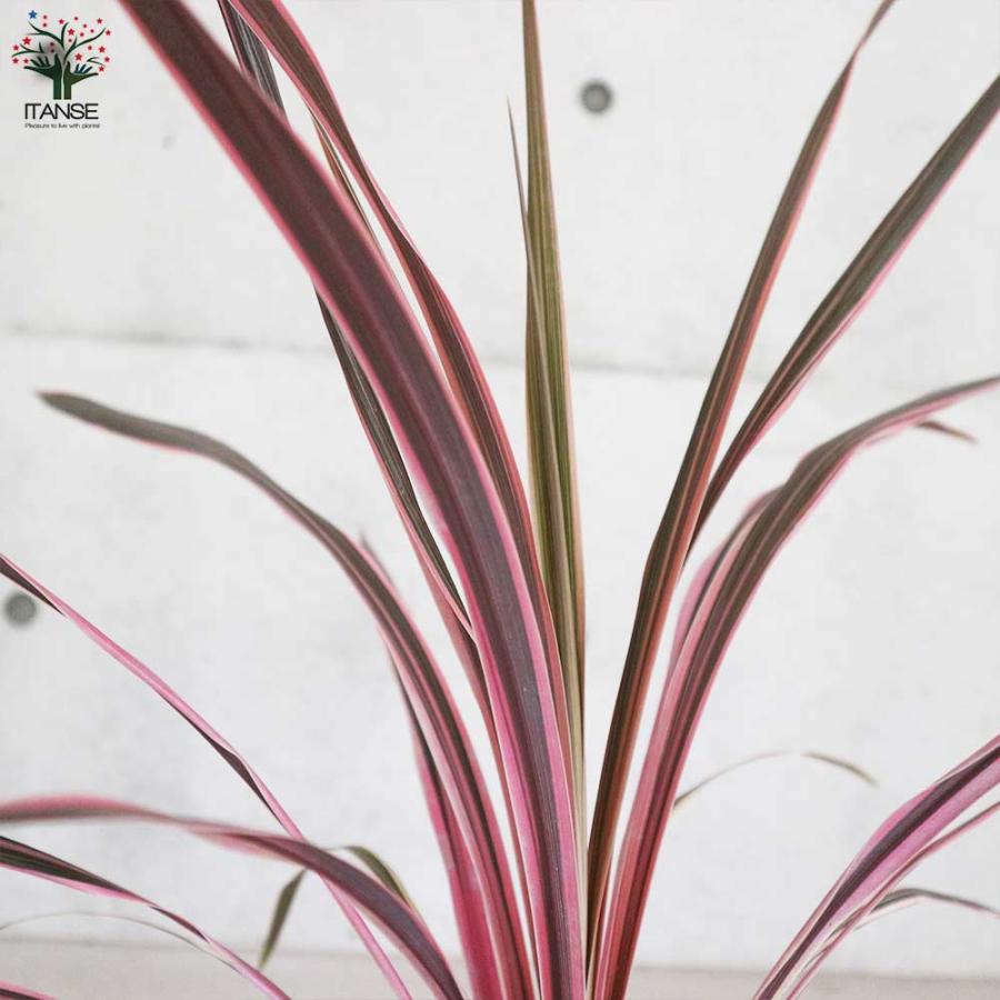 コルディリネ・サウザンスプレンダー 【観葉植物 5号ポット カラー