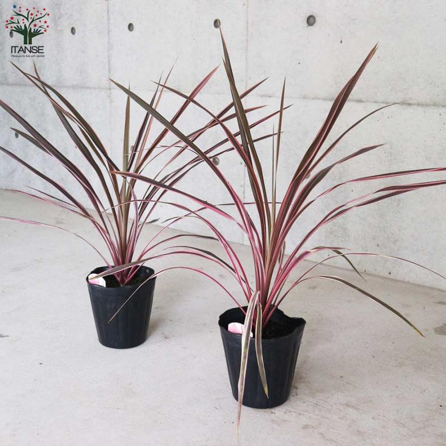 コルディリネ・サウザンスプレンダー 【観葉植物 5号ポット カラー