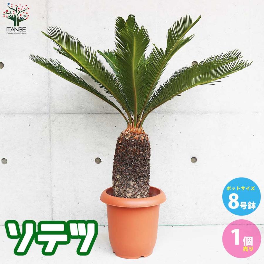 ソテツ 【観葉植物 8号鉢大苗／1個売り】 : shopooo by GMO - 通販