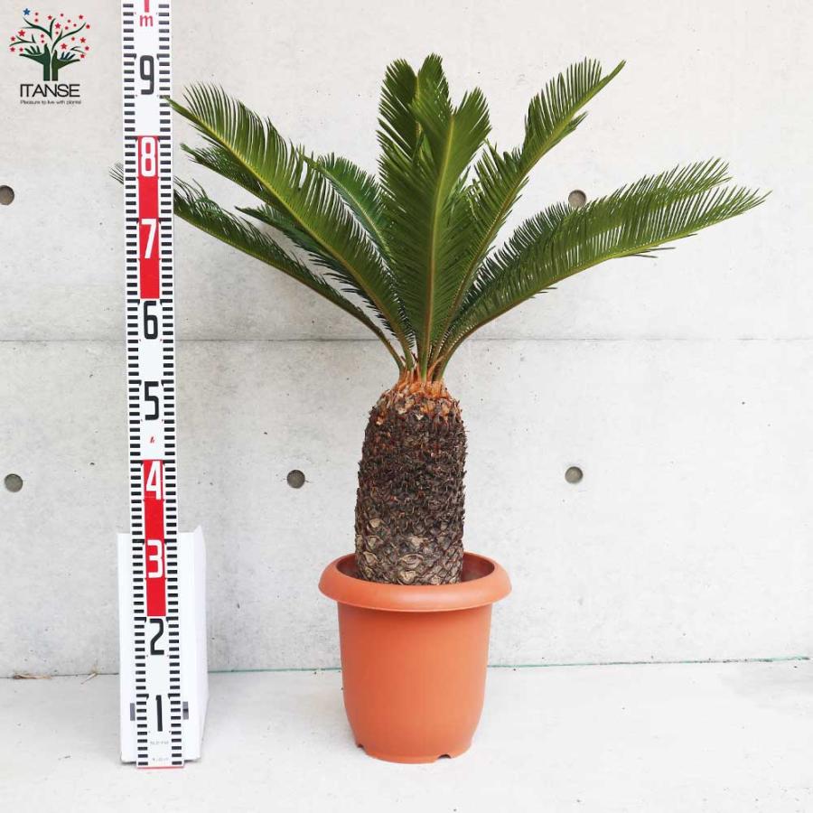 ソテツ 【観葉植物 8号鉢大苗／1個売り】 : shopooo by GMO - 通販
