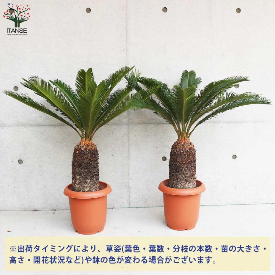 ソテツ 【観葉植物 8号鉢大苗／1個売り】 : shopooo by GMO - 通販