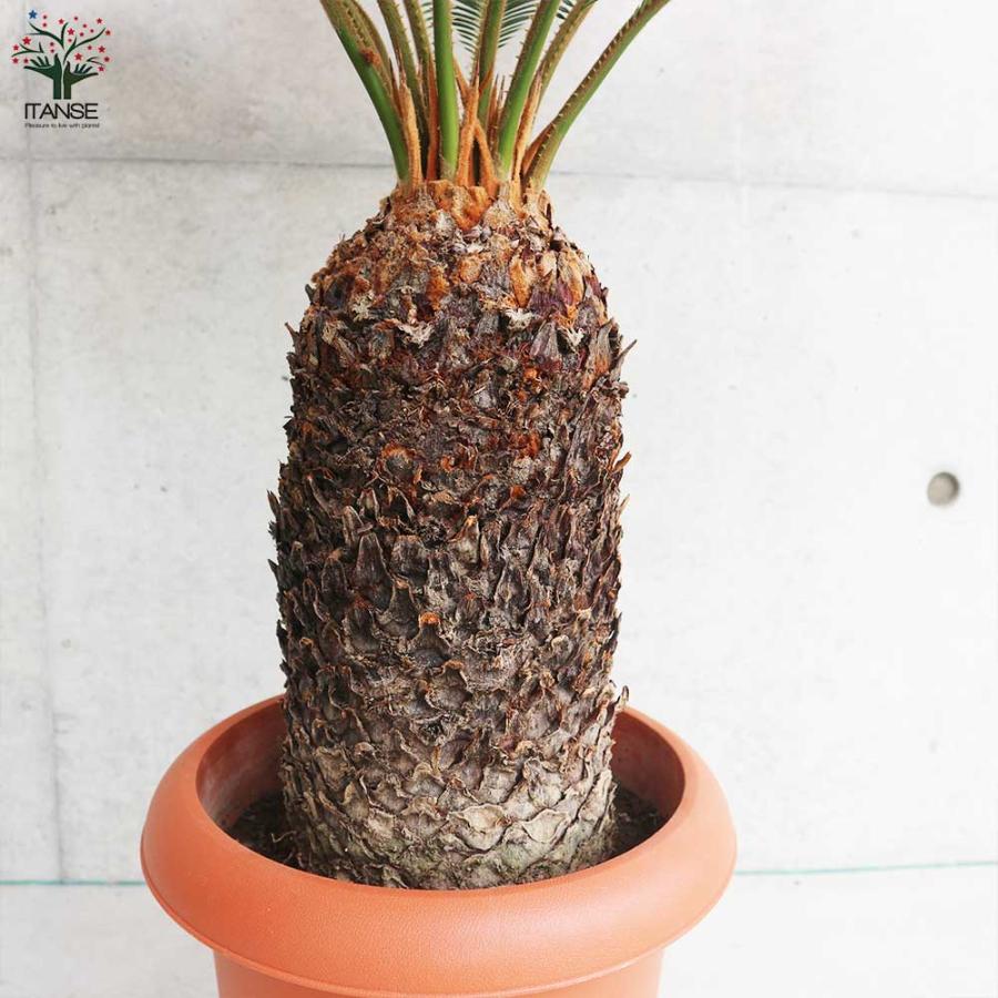 ソテツ 【観葉植物 8号鉢大苗／1個売り】 : shopooo by GMO - 通販