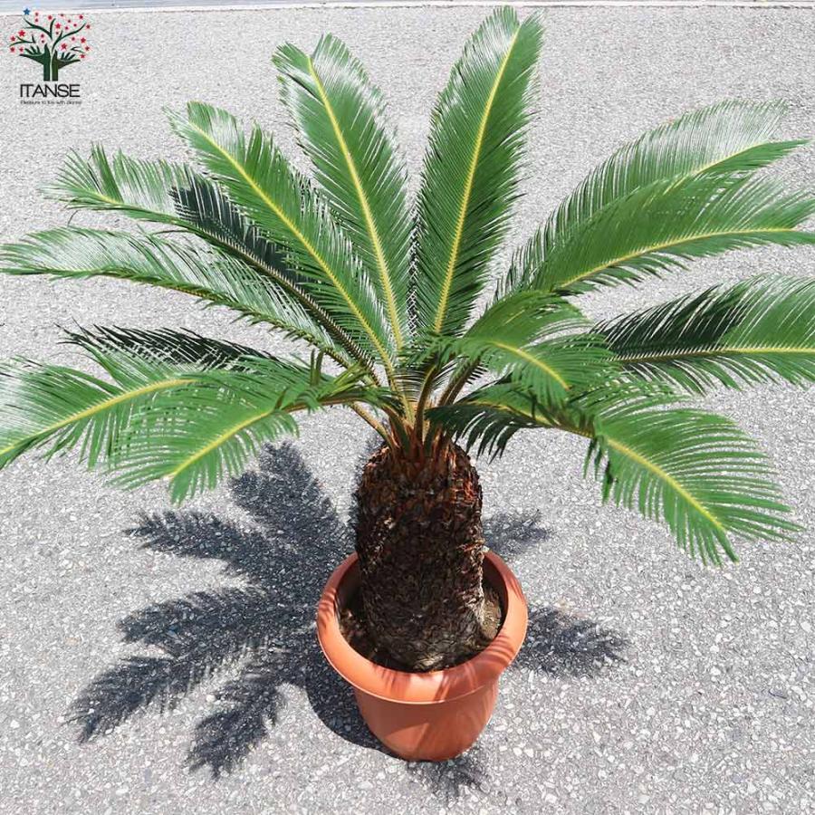 ソテツ 【観葉植物 8号鉢大苗／1個売り】 : shopooo by GMO - 通販