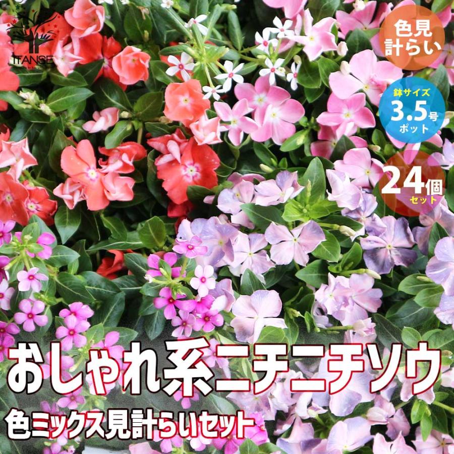 おしゃれ系ニチニチソウ 夏色ミックス中輪〜極小輪【花苗 3.5号ポット 見計らい／お買い得24個セット】 ガーデニング