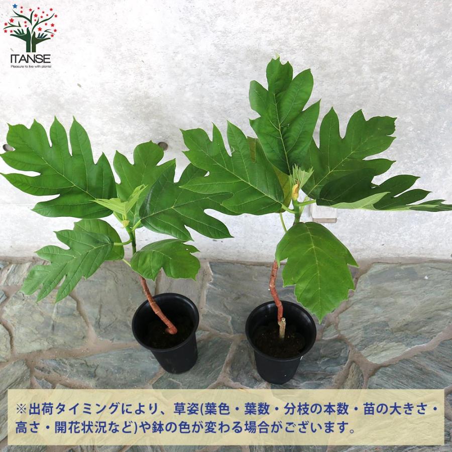 パンの木(パンノキ) 【果樹の苗木 6号鉢 熱帯果樹／1個売り
