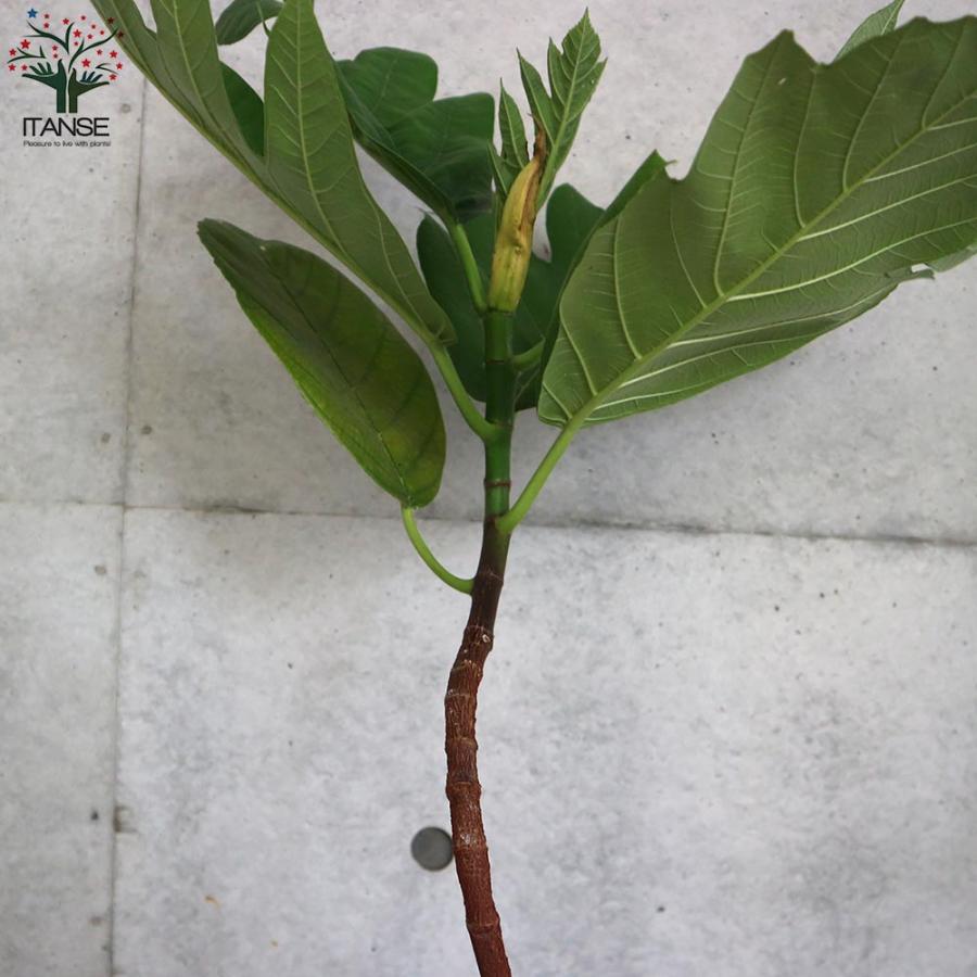パンの木(パンノキ) 【果樹の苗木 6号鉢 熱帯果樹／1個売り