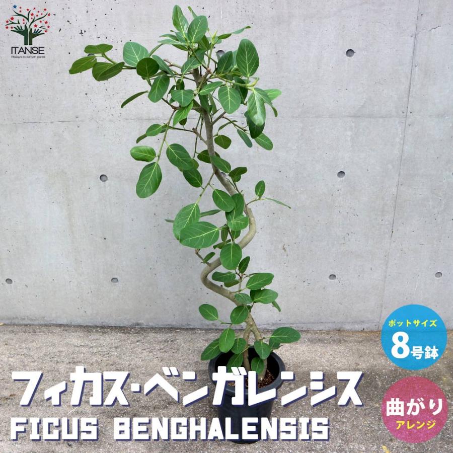 フィカス ベンガレンシス 曲がりアレンジ【観葉植物 8号鉢:リビングや