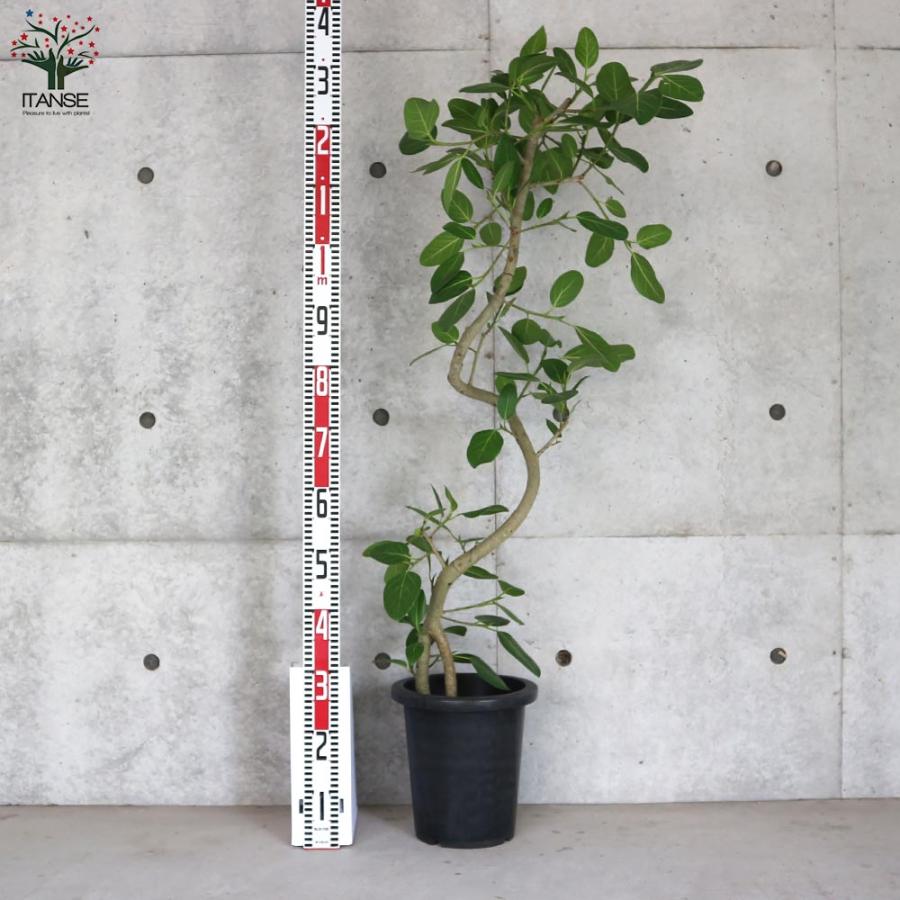 フィカス ベンガレンシス 曲がりアレンジ【観葉植物 8号鉢:リビングや