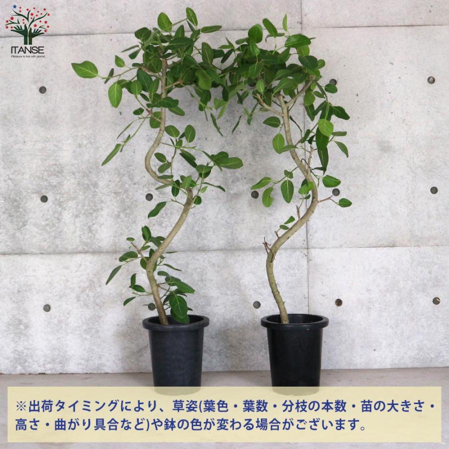 フィカス ベンガレンシス 曲がりアレンジ【観葉植物 8号鉢:リビングや