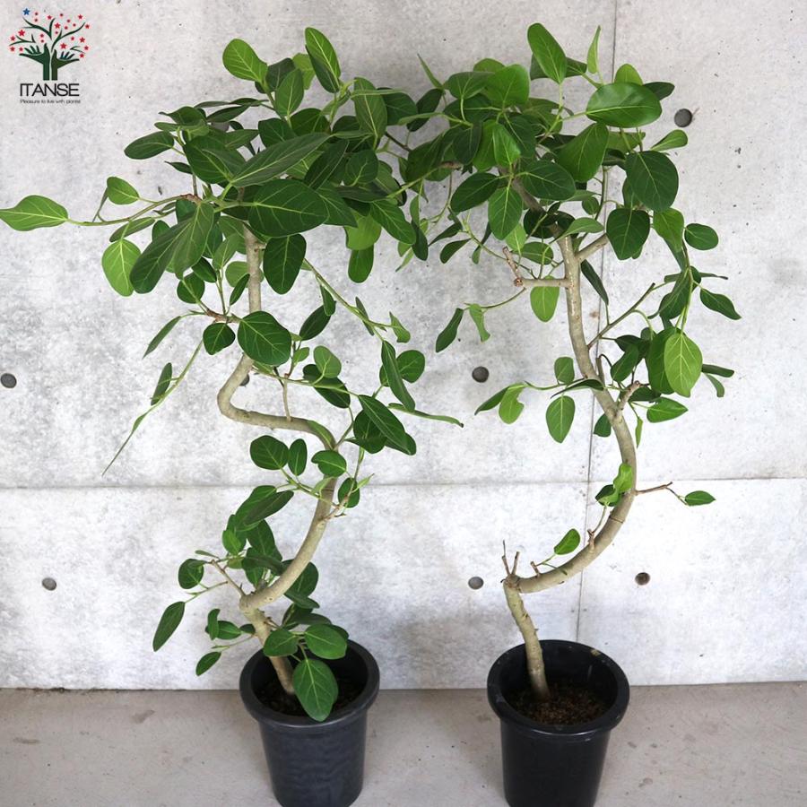 フィカス ベンガレンシス 曲がりアレンジ【観葉植物 8号鉢:リビングや 