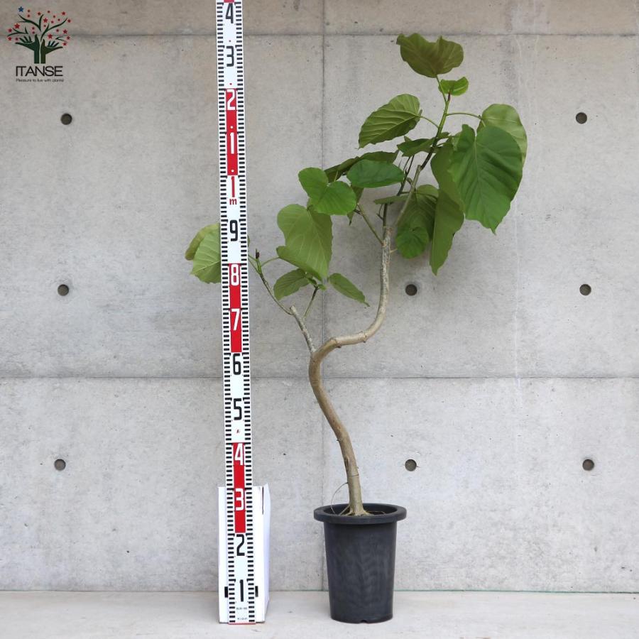 フィカス ウンベラータ ゴムの木の仲間 曲がりアレンジ【観葉植物 7号鉢:リビングやオフィスの窓辺向きサイズ／1個売り】_2