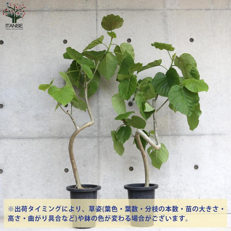 フィカス ウンベラータ ゴムの木の仲間 曲がりアレンジ【観葉植物 7号鉢:リビングやオフィスの窓辺向きサイズ／1個売り】_3