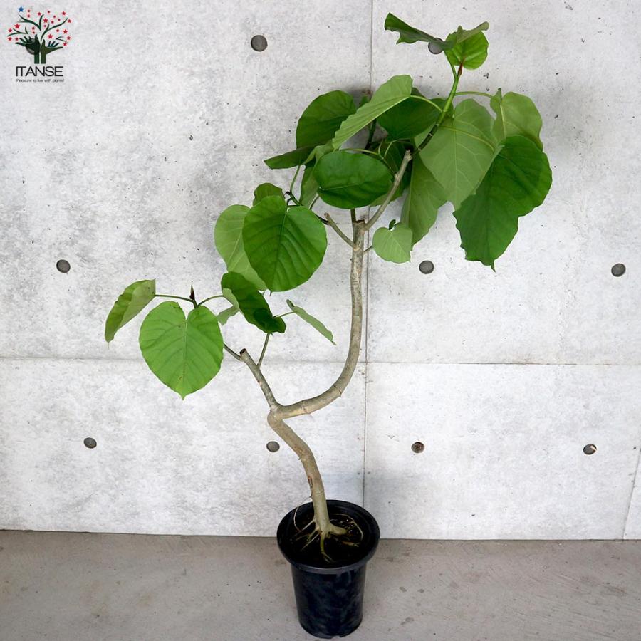 フィカス ウンベラータ ゴムの木の仲間 曲がりアレンジ【観葉植物 7号鉢:リビングやオフィスの窓辺向きサイズ／1個売り】_5
