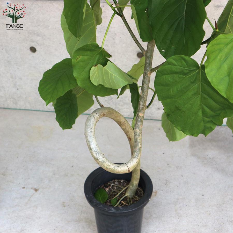 フィカス ウンベラータ ゴムの木の仲間 曲がりアレンジ【観葉植物 7号鉢:リビングやオフィスの窓辺向きサイズ／1個売り】_6