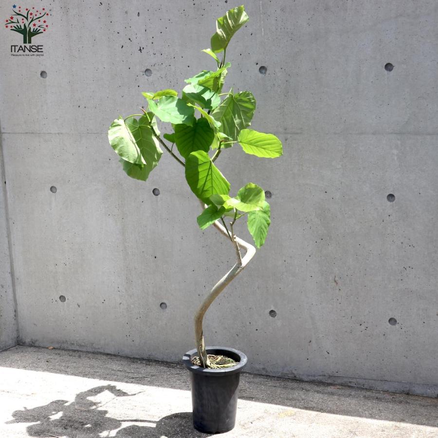 フィカス ウンベラータ ゴムの木の仲間 曲がりアレンジ【観葉植物 7号鉢:リビングやオフィスの窓辺向きサイズ／1個売り】_7