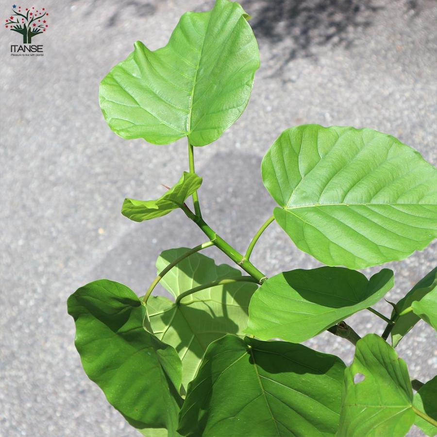 フィカス ウンベラータ ゴムの木の仲間 曲がりアレンジ【観葉植物 7号鉢:リビングやオフィスの窓辺向きサイズ／1個売り】_8