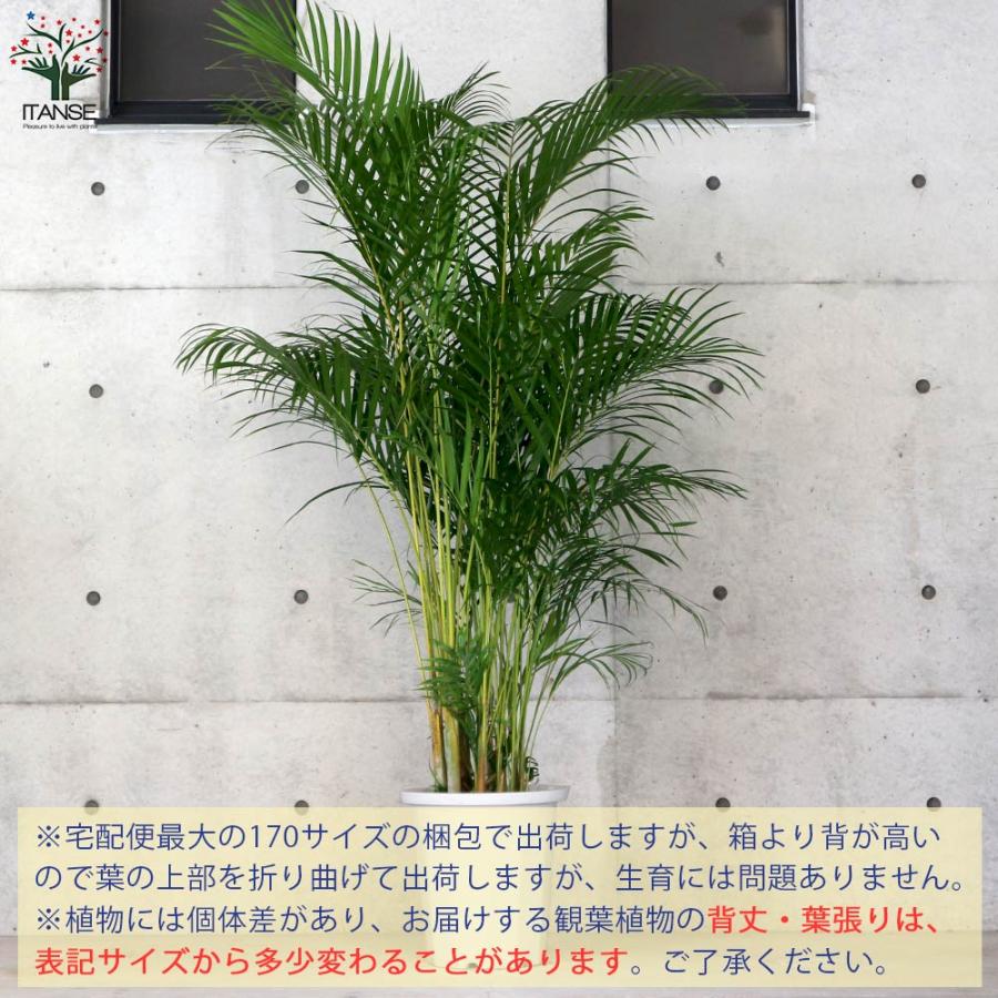 アレカヤシ 【観葉植物 10号大鉢:尺鉢大型／1個売り】 : shopooo by