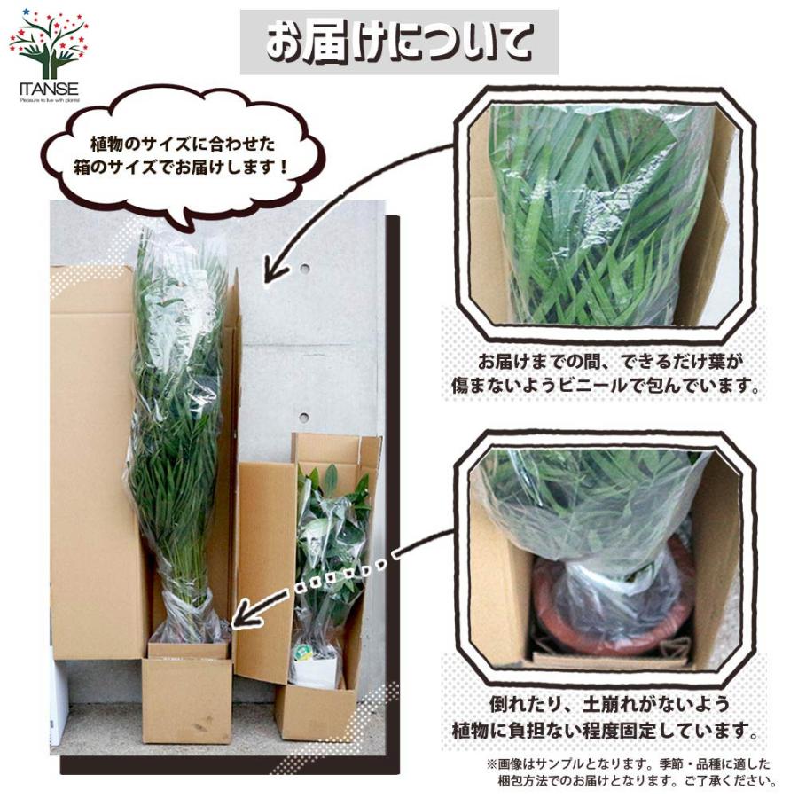 大型　観葉植物　アレカヤシ　陶器鉢　植え込み発送 楽天市場】【15日正午までポイント2倍】アレカヤシ 観葉植物 ヤシの木