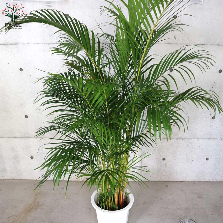 アレカヤシ 【観葉植物 10号大鉢:尺鉢大型／1個売り】 : shopooo