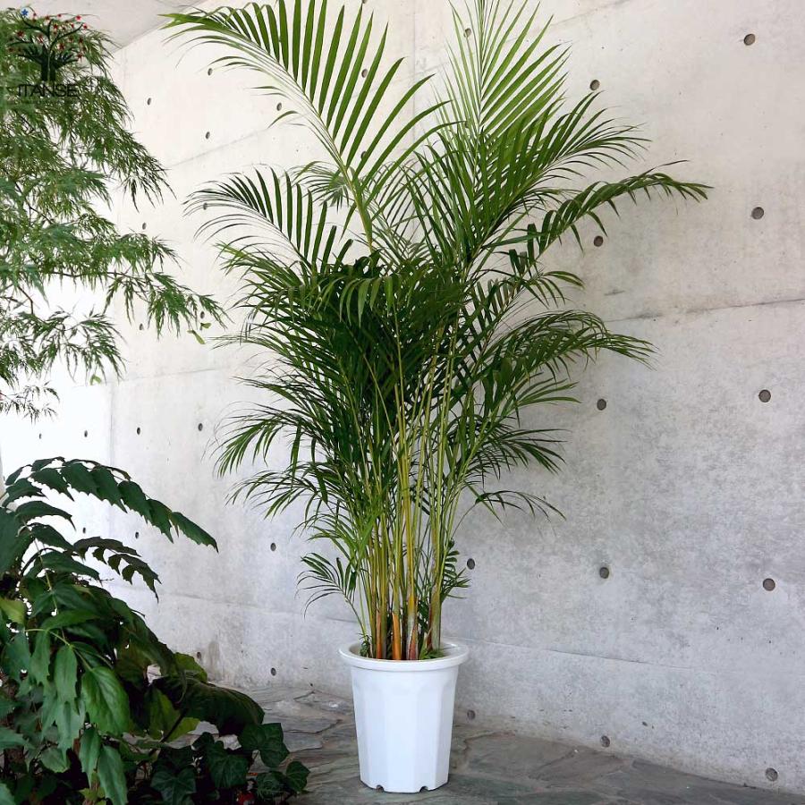 アレカヤシ 【観葉植物 10号大鉢:尺鉢大型／1個売り】 : shopooo by 