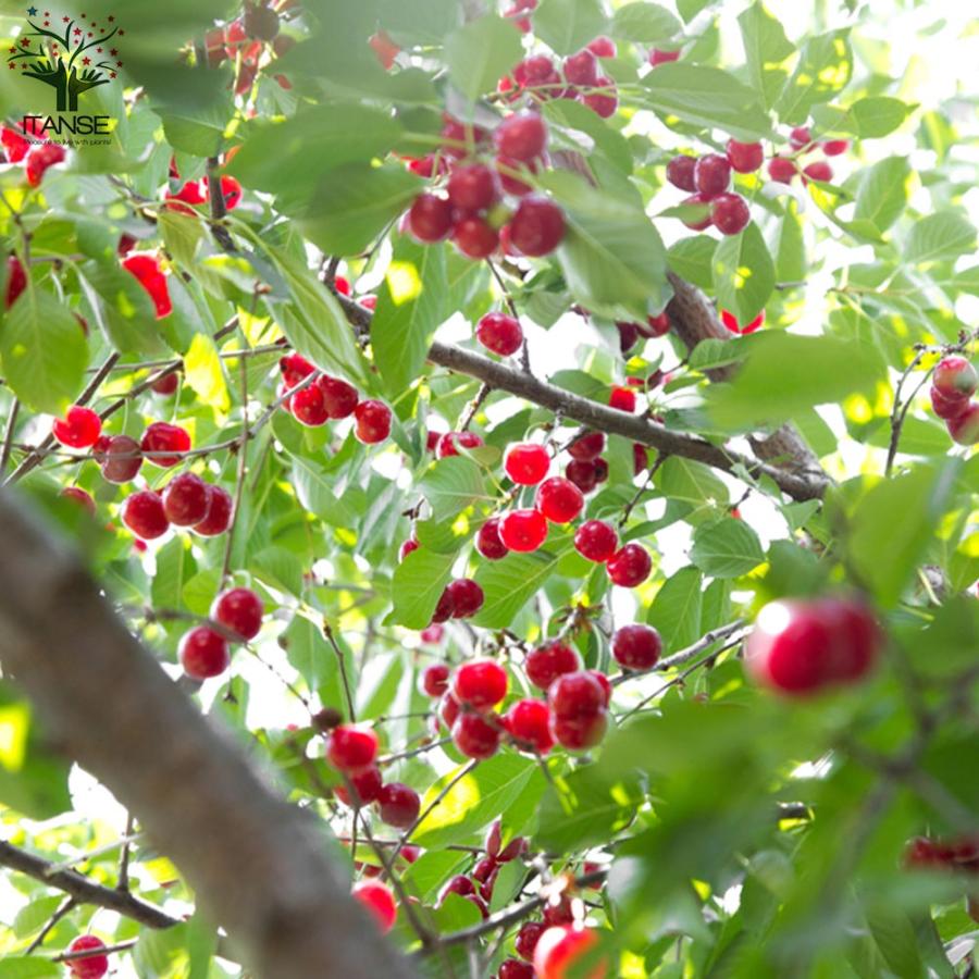 暖地桜桃(だんちおうとう)の苗 1本で実がなる小さなさくらんぼ 【果樹