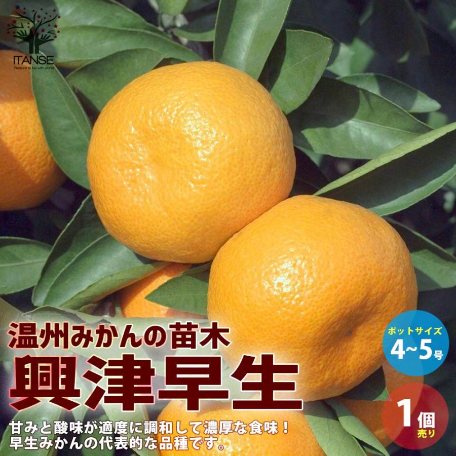 みかんの苗 興津早生(おきつわせ)【果樹の苗木 4〜5号ポット 接木苗／1