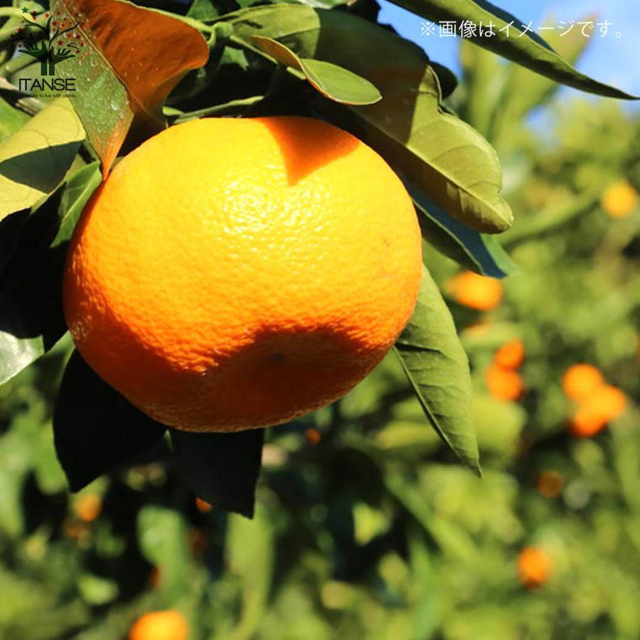 興津早生蜜柑苗木 大株 果樹 興津早生みかん（果樹の苗、苗木）｜苗木、植木 | 花、ガーデニング の