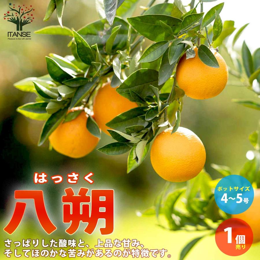 みかんの苗 八朔(はっさく)【果樹の苗木 4〜5号ポット 接木苗／1個売り
