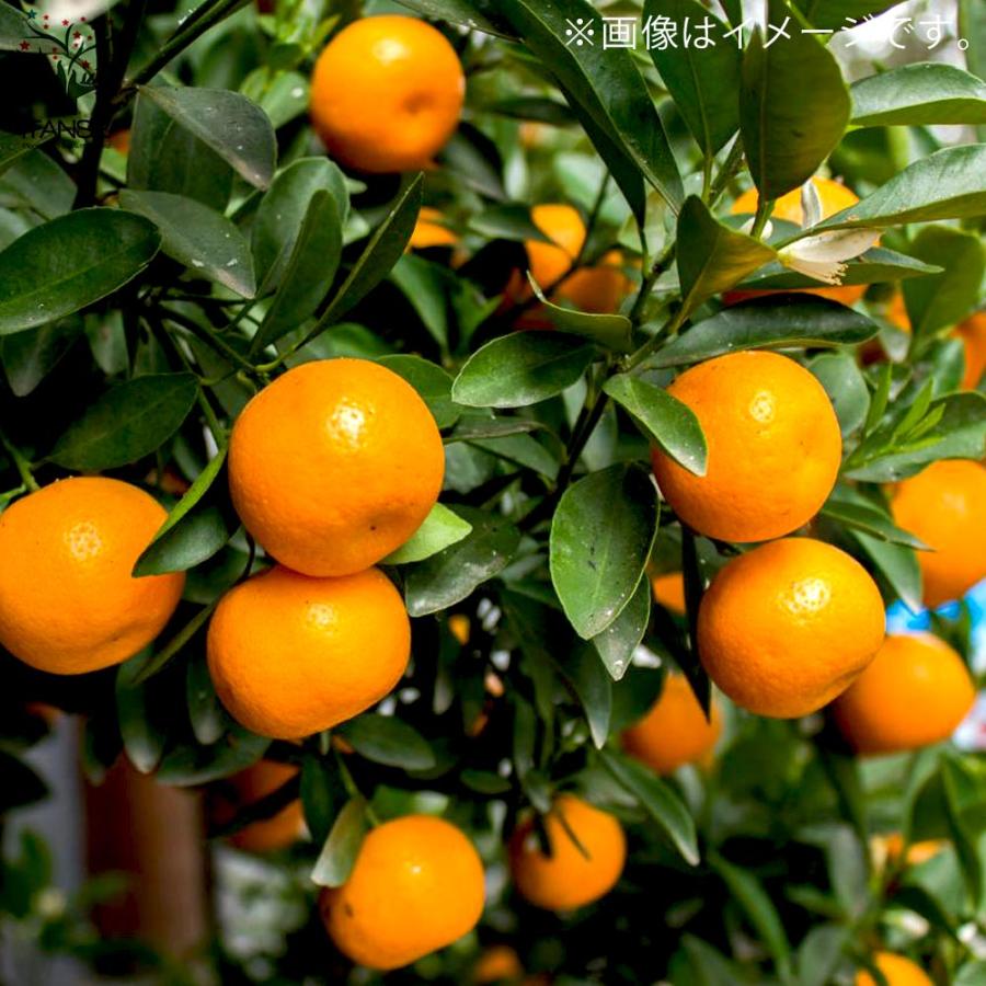 みかんの苗 ポンカン【果樹の苗木 4〜5号ポット 接木苗／1個売り