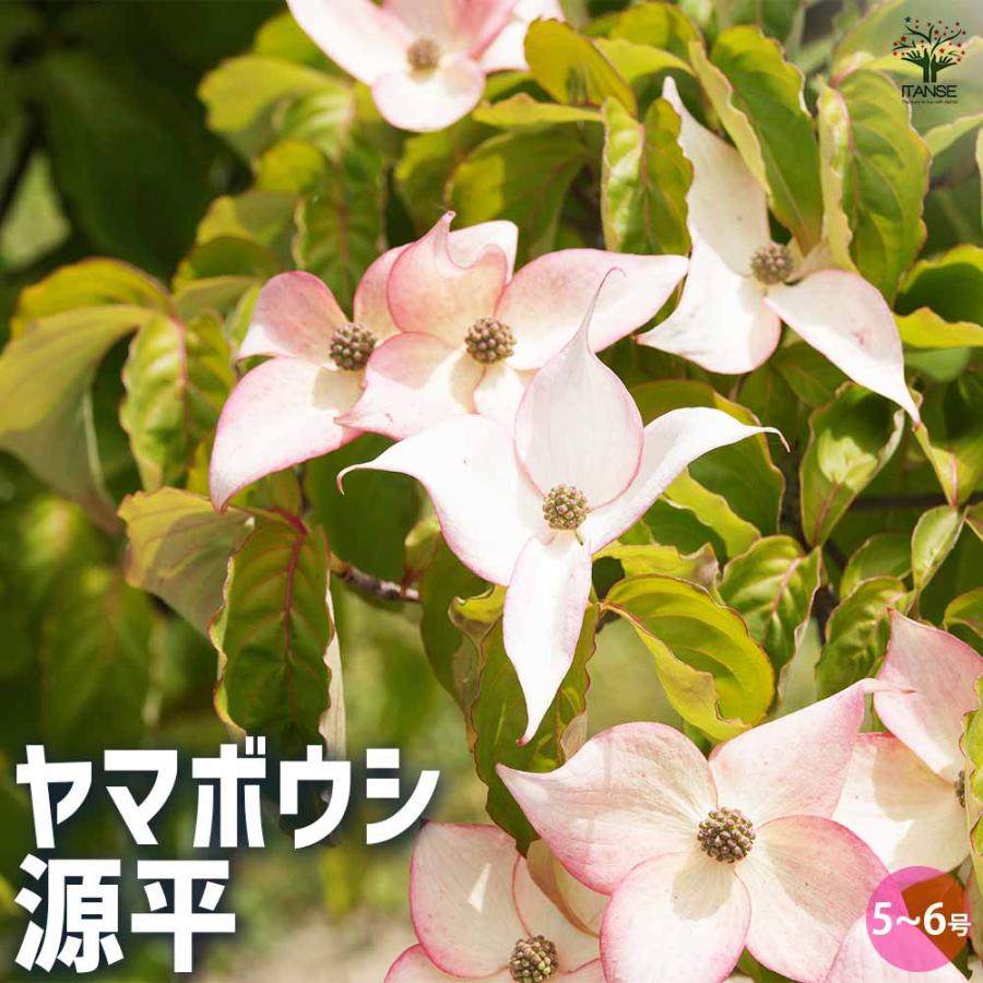 源平ヤマボウシ 【庭木 5〜6号ポット苗／1個売り】 : shopooo by GMO