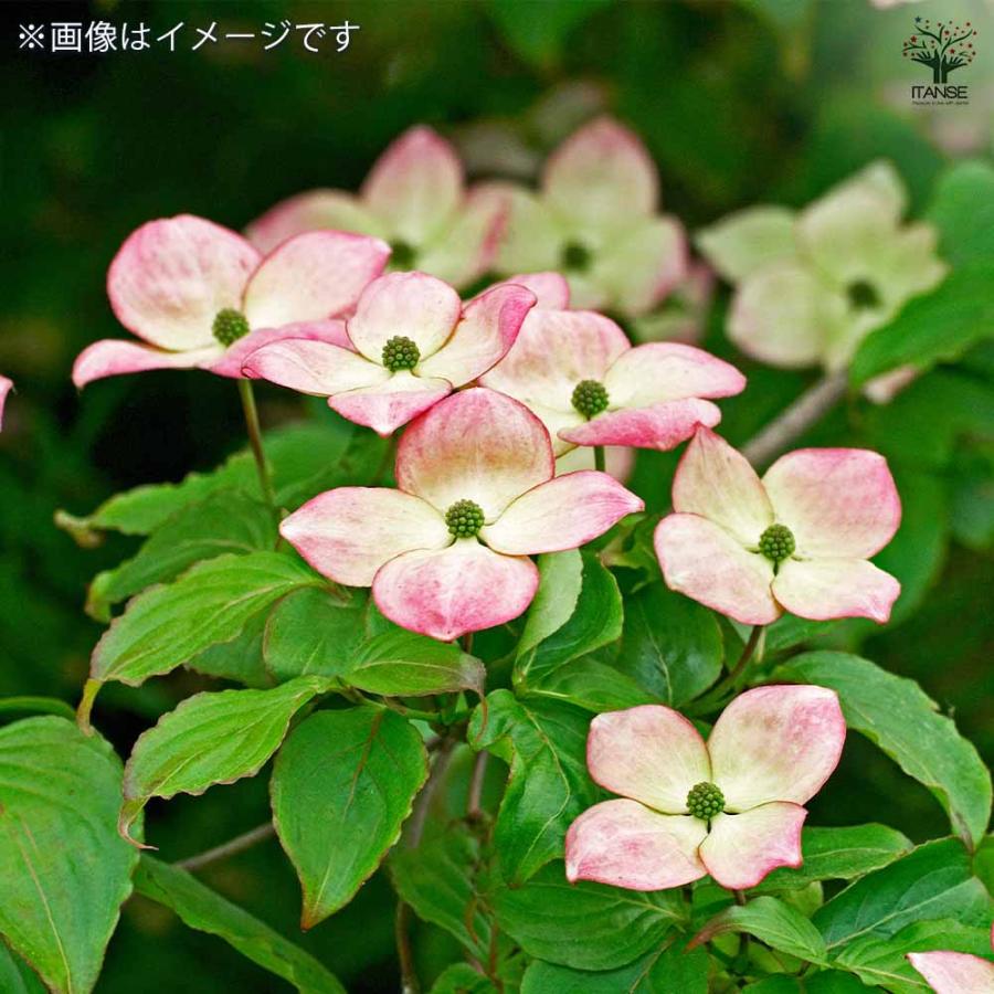 源平ヤマボウシ 【庭木 5〜6号ポット苗／1個売り】 : shopooo by GMO