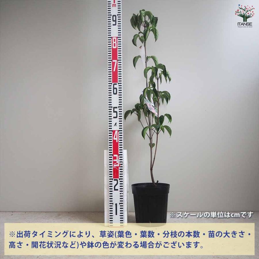 源平ヤマボウシ 【庭木 5〜6号ポット苗／1個売り】 : shopooo by GMO