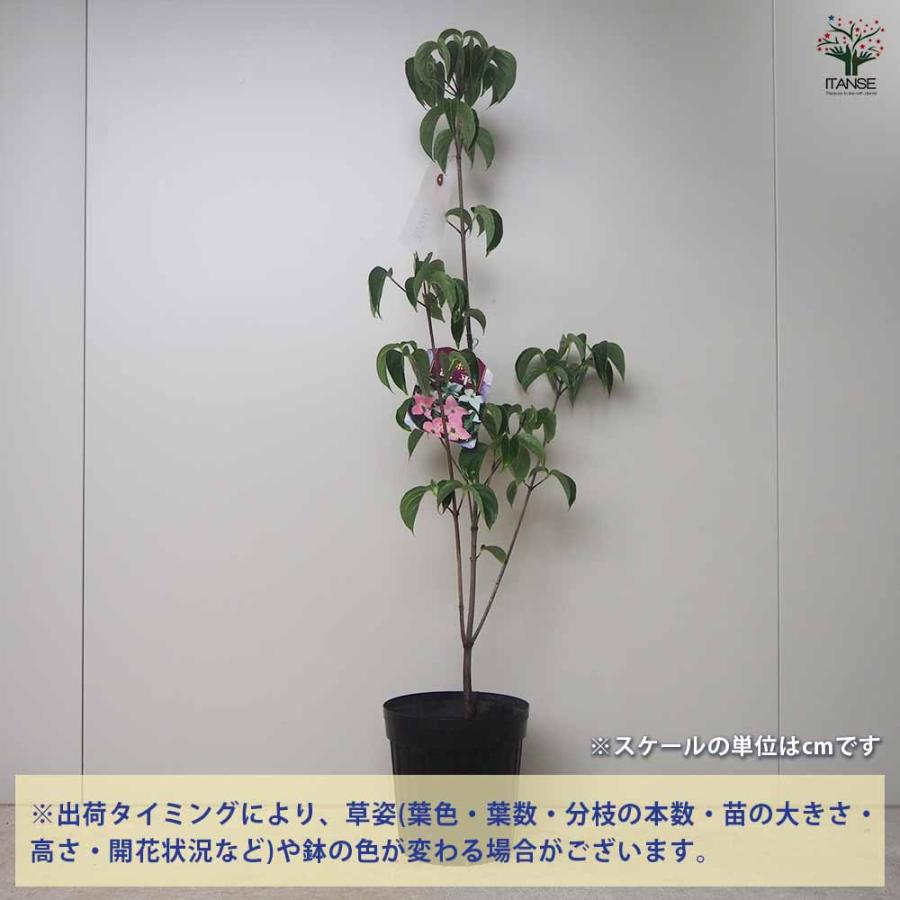 源平ヤマボウシ 【庭木 5〜6号ポット苗／1個売り】 : shopooo by GMO