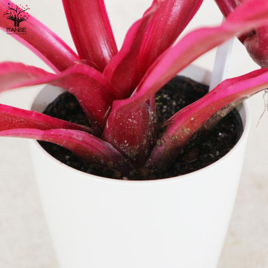 ネオレゲリア・ファイヤーボール【観葉植物 3.5号鉢 熱帯植物／1個売り
