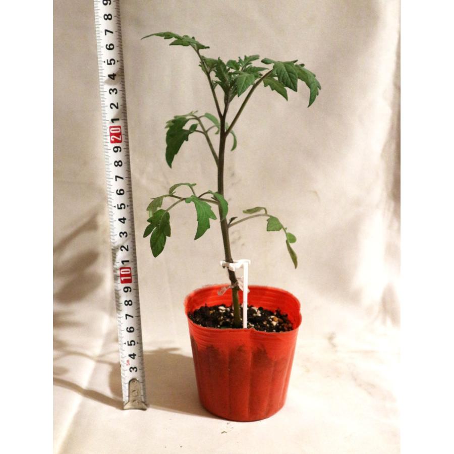 送料無料 即出荷 うす皮ピンクミニトマト ピンキー 接ぎ木苗 野菜 接木苗9cmポット 2個セット 野菜苗 ミニトマト苗 みにとまと苗 家庭菜園 ガーデニング 1 Itanse 461 Shopooo By Gmo 通販 Yahoo ショッピング