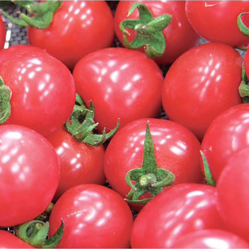 送料無料 即出荷 うす皮ピンクミニトマト ピンキー 接ぎ木苗 野菜 接木苗9cmポット 2個セット 野菜苗 ミニトマト苗 みにとまと苗 家庭菜園 ガーデニング 1 Itanse 461 Shopooo By Gmo 通販 Yahoo ショッピング