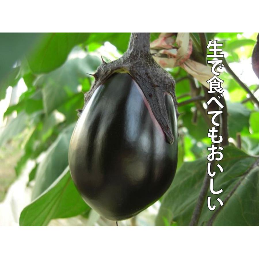 送料無料 即出荷 泉州絹皮水なす 接木苗 野菜 接木苗9cmポット 2個セット ナス苗 なす苗 野菜苗 ガーデニング 家庭菜園 ベランダ 露地栽培 簡単栽培 プ 1 Itanse 472 Shopooo By Gmo 通販 Yahoo ショッピング