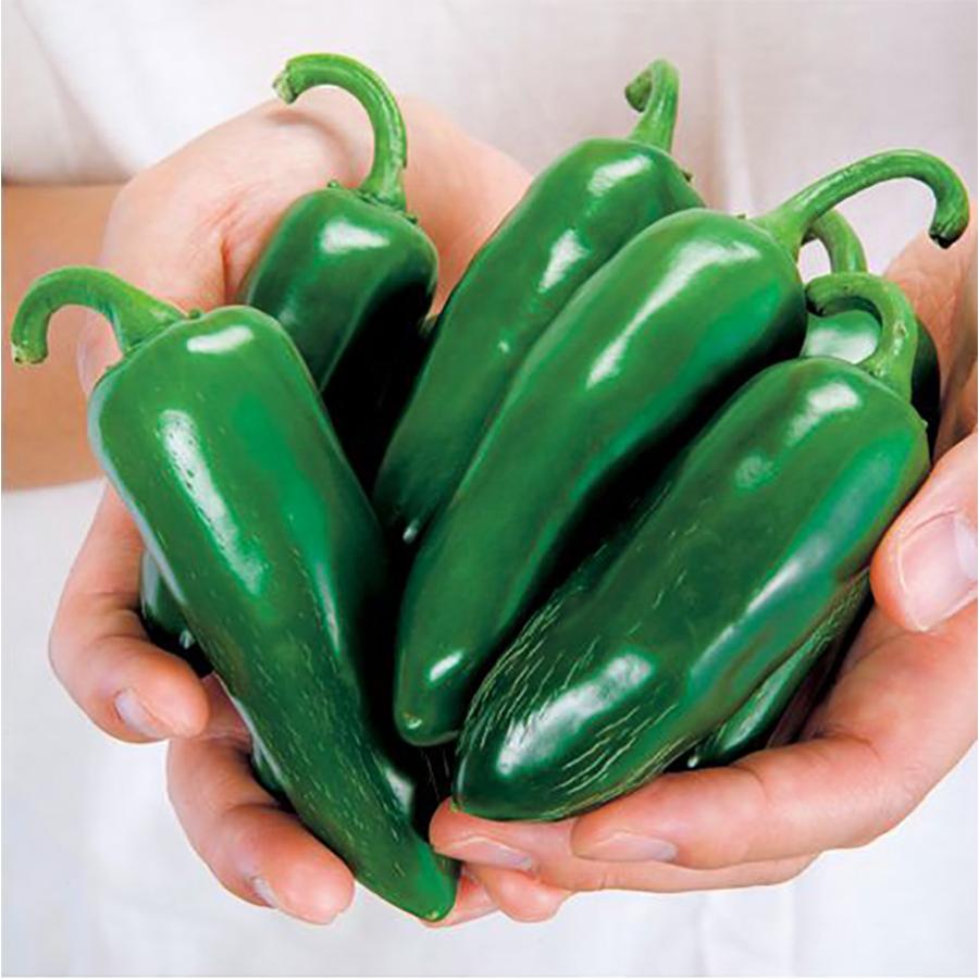 爆買いセール 送料無料 即出荷 こどもピーマン ピー太郎 接木苗 野菜 接木苗9cmポット お買い得8個セット ピーマン苗 ぴーまん苗 野菜苗 ガーデニング 家庭菜園 露地 wantannas.go.id 爆買いセール 送料無料 即出荷 こどもピーマン ピー太郎 接木苗 野菜 接木苗9cmポット お買い得8個セット ピーマン苗 ぴーまん苗 野菜苗 ガーデニング 家庭菜園 露地 wantannas.go.id