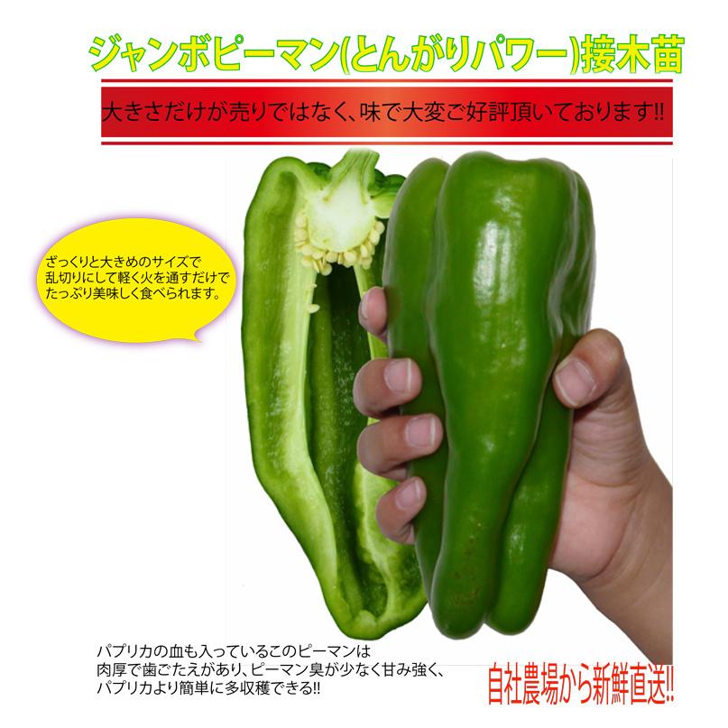 送料無料 即出荷 ジャンボピーマン とんがりパワー 接木苗 野菜 接木苗9cmポット 2個セット ピーマン苗 ぴーまん苗 野菜苗 ガーデニング 家庭菜園 露地栽 92 Off