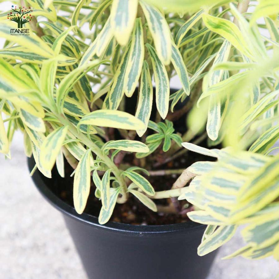 8月上旬入荷 Rhino 10山 11.8mm カーボン シャフト 9月下旬入荷 Rhino