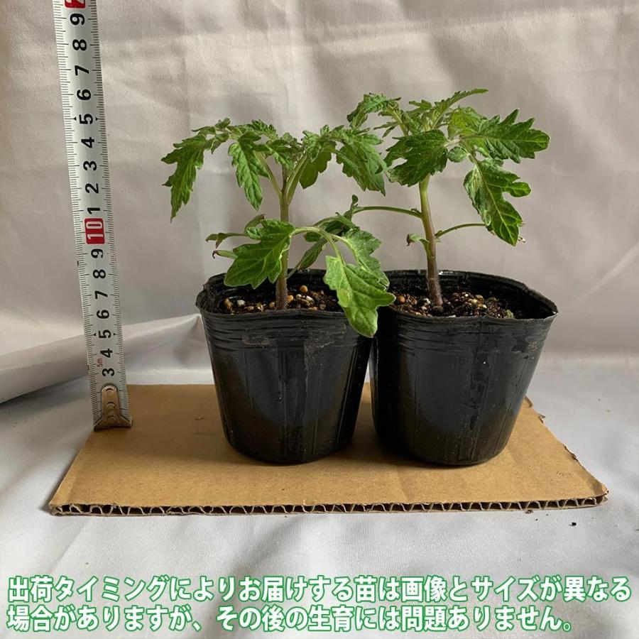 送料無料 即出荷 プチぷよ 赤実 黄色実 各2個 2色セット 新食感 薄皮ミニトマト 9cmポット自根苗 赤実 黄色実各2個 合計4個セット 野菜苗 ミニトマト苗 1 Itanse 513 Shopooo By Gmo 通販 Yahoo ショッピング