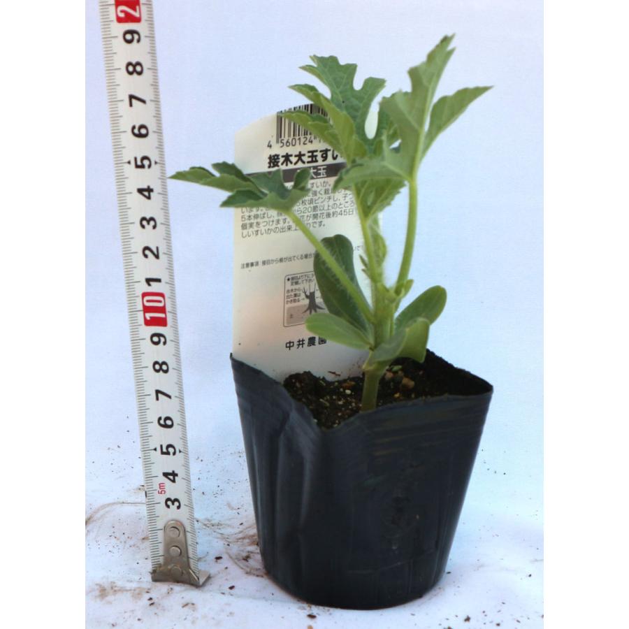 送料無料 4 13頃出荷予定 赤大玉スイカ 品種 夢のつづき 接ぎ木苗 野菜 接木苗9cmポット お買い得4個セット ガーデニング 家庭菜園 ベランダ 露地栽培 簡 1 Itanse 522 Shopooo By Gmo 通販 Yahoo ショッピング